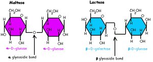 Amylose and amylopectin structure