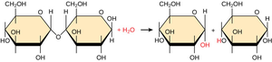 Hydrolysis reaction breaking a glycosidic bond