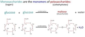Condensation reaction forming maltose