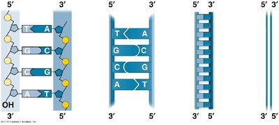 Stages of DNA replication