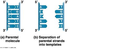 Separation of parental strands