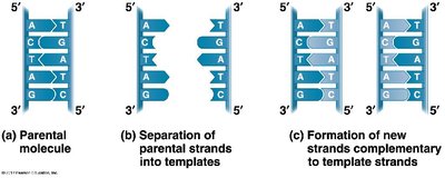 Formation of new DNA strands