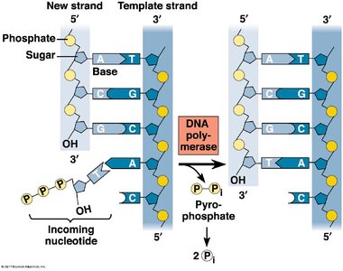 DNA polymerase and nucleotide addition