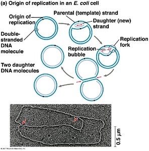 Origin of replication in E. coli