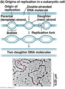 Origins of replication in eukaryotes