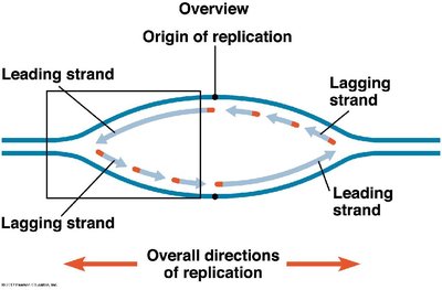 Replication fork overview