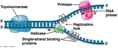 Replication fork with enzymes