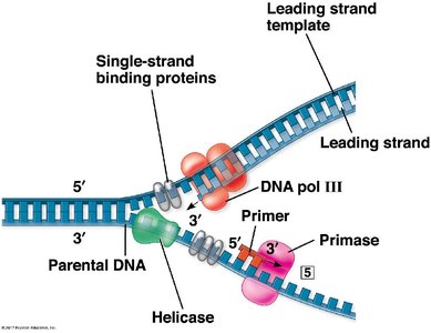 Leading strand synthesis