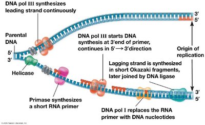 Leading and lagging strand synthesis