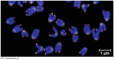 Telomeres at chromosome ends