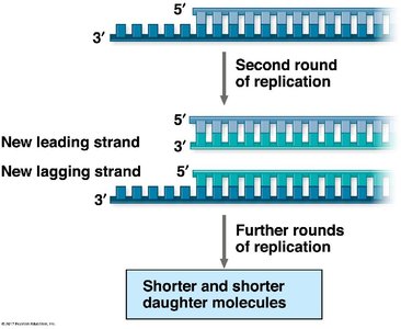 Shortening of DNA after replication