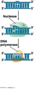 Nuclease and DNA polymerase in DNA repair