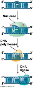Nuclease, DNA polymerase, and ligase in DNA repair