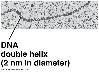 DNA double helix electron micrograph
