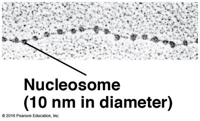 Nucleosome electron micrograph