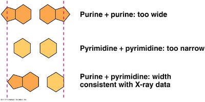 Purine and pyrimidine pairing width