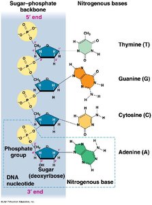 DNA nucleotide structure and base pairing