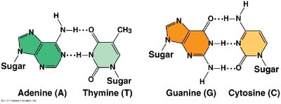 Hydrogen bonding between DNA bases