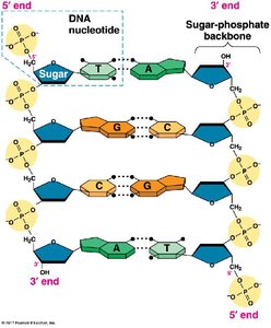 Base pairing in DNA double helix