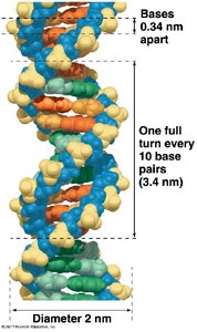 DNA double helix dimensions