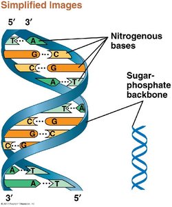Simplified DNA double helix structure