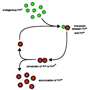 Diagram of prion propagation and accumulation