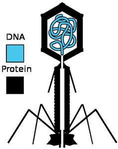 Diagram of a bacteriophage showing DNA and protein structure