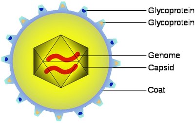 Diagram of an enveloped animal virus showing genome, capsid, coat, and glycoproteins