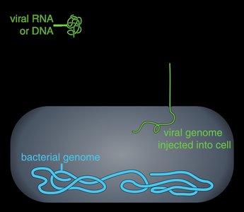 Diagram of viral genome injection into a bacterial cell