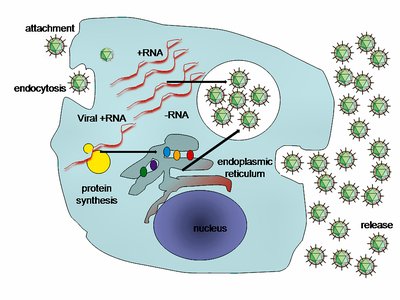 Diagram of animal virus replication, showing entry, synthesis, and release
