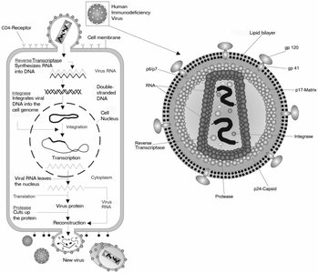 Diagram of retrovirus (HIV) replication, showing reverse transcription and integration