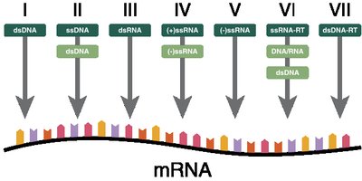 Diagram of Baltimore classification of viral genomes