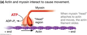 Diagram showing actin and myosin interaction for movement