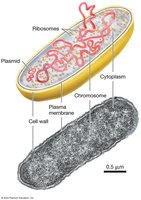 Diagram of a prokaryotic cell showing chromosome, plasmid, ribosomes, cytoplasm, plasma membrane, and cell wall