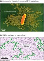 Images showing E. coli chromosome and supercoiled DNA