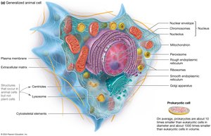 Diagram of a generalized animal cell with labeled organelles