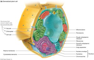Diagram of a generalized plant cell with labeled organelles