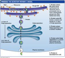Diagram of the secretory pathway: ER to Golgi to plasma membrane