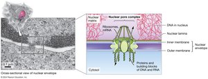Diagram of the nuclear envelope and nuclear pore complex