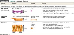 Summary table of cytoskeletal filaments: actin, intermediate filaments, microtubules