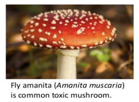 Fly amanita (Amanita muscaria), a common toxic mushroom