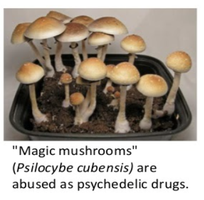 Magic mushrooms (Psilocybe cubensis)