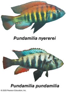 Pundamilia nyererei and Pundamilia pundamilia