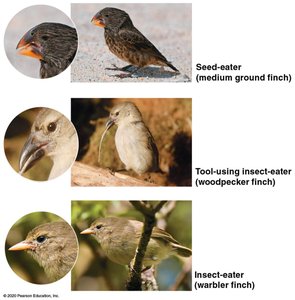 Differences in beak shape and size in Galápagos finches