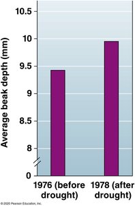 Average beak depth before and after drought