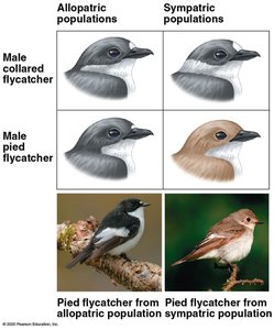 Reinforcement of reproductive barriers in flycatchers