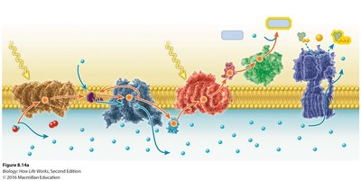Photosynthesis and cellular respiration