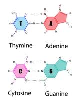 Nucleic acids store and transmit information