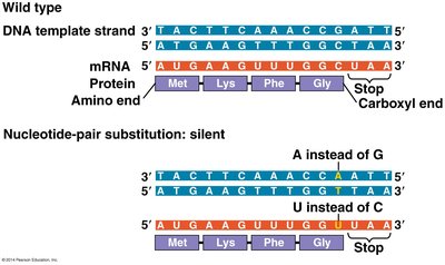 Silent mutation example