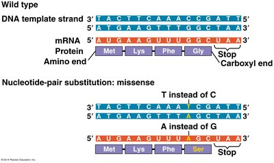 Missense mutation example